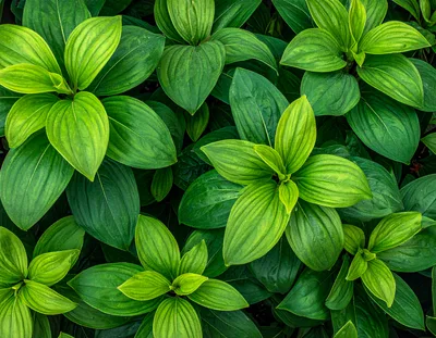 Lush Green Cornus Canadensis Leaves Background