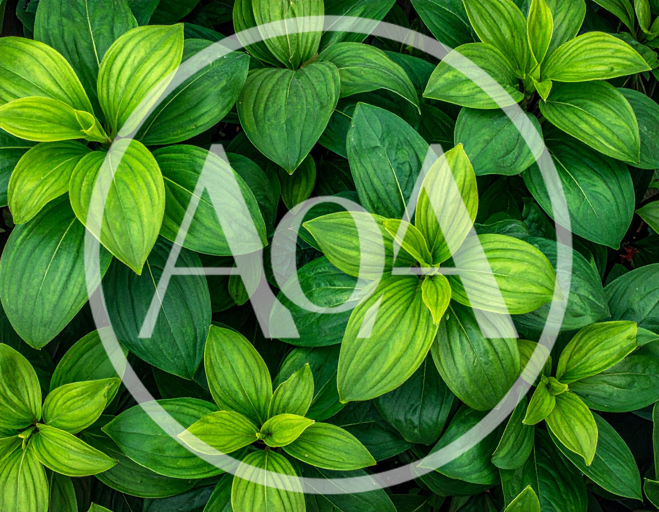 Lush Green Cornus Canadensis Leaves Background