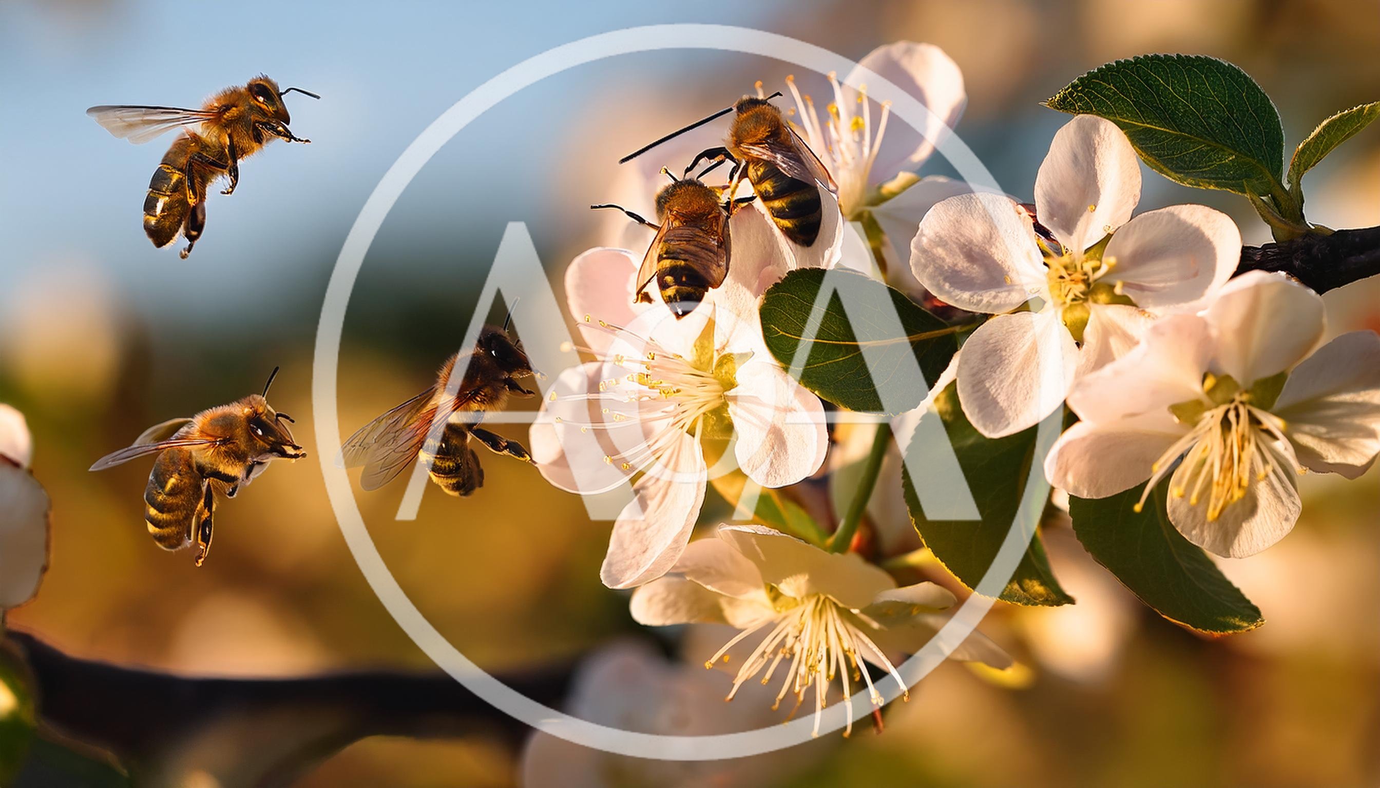 Honey Bees Pollinating White Apple Blossoms in Spring
