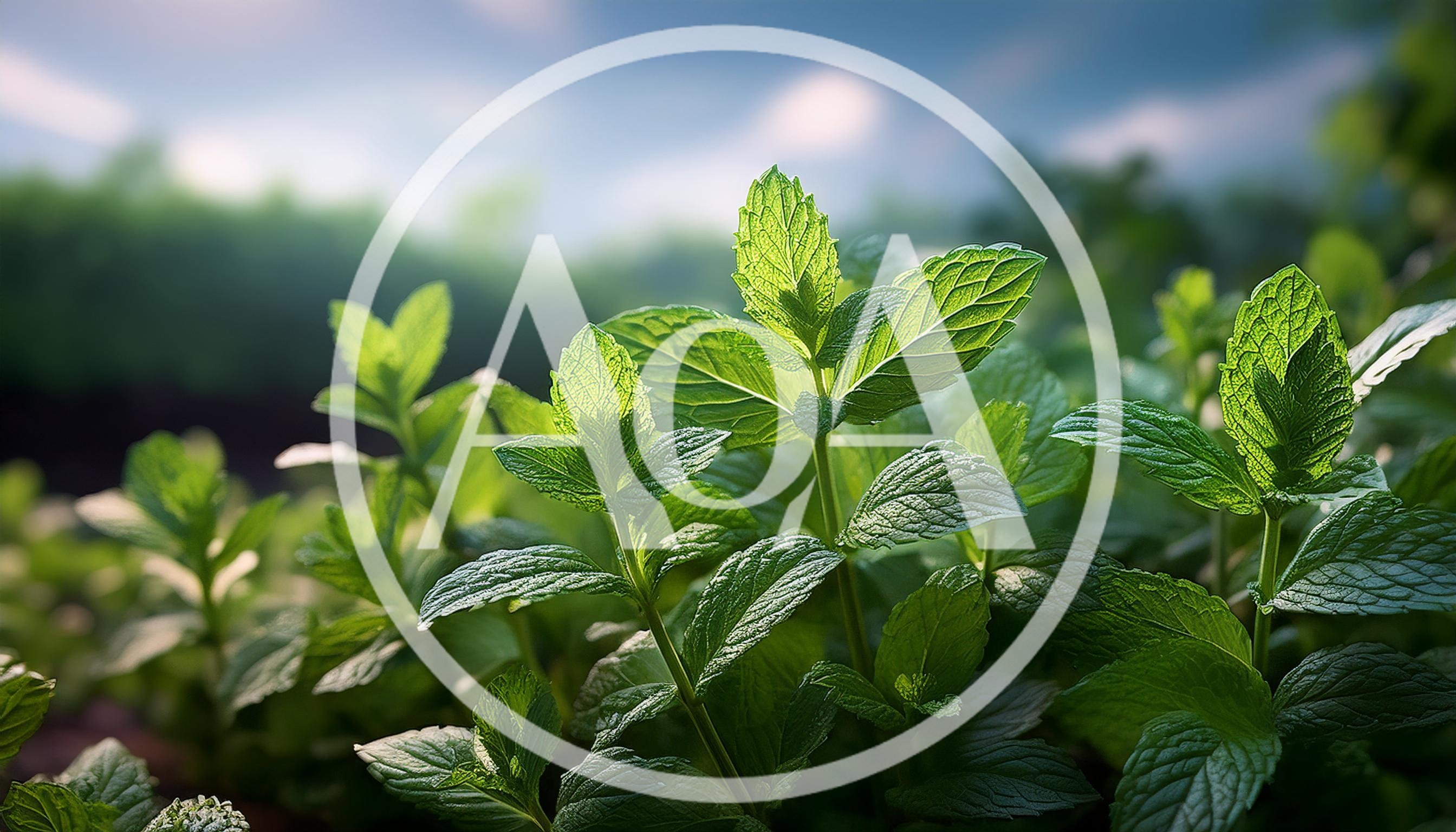 Fresh Green Mint Leaves Growing In A Garden