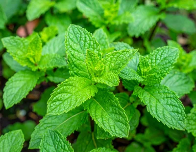 Fresh Green Mint Leaves Growing In Garden