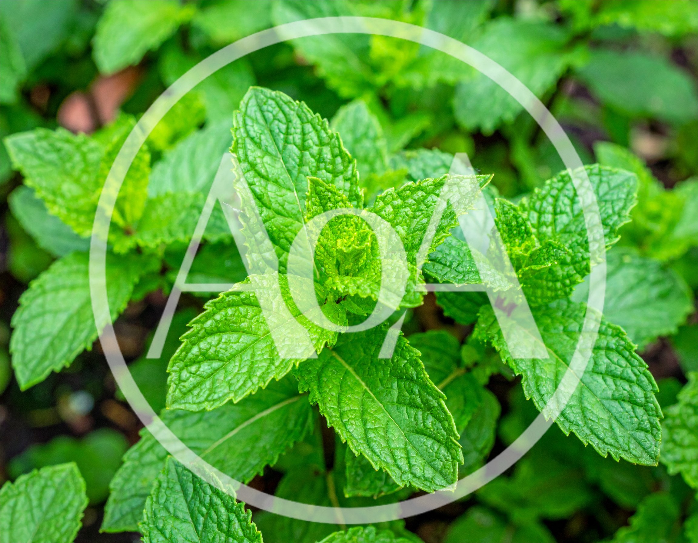 Fresh Green Mint Leaves Growing In Garden