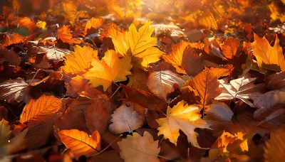 Golden Autumn Leaves Scattered On The Forest Floor