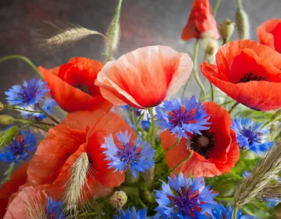 Bouquet Of Wild Red Poppies And Blue Cornflowers