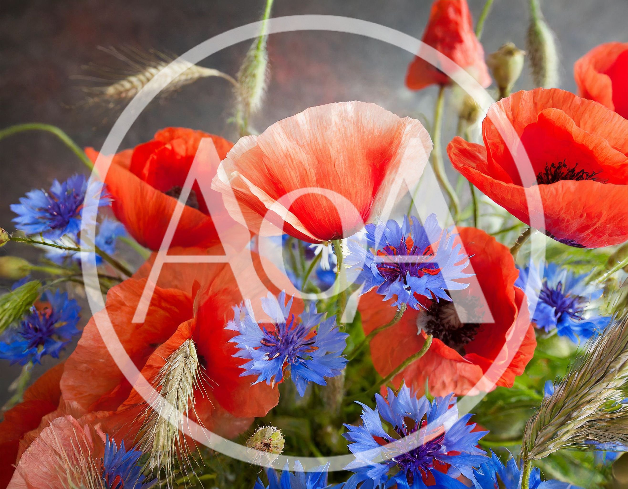 Bouquet Of Wild Red Poppies And Blue Cornflowers