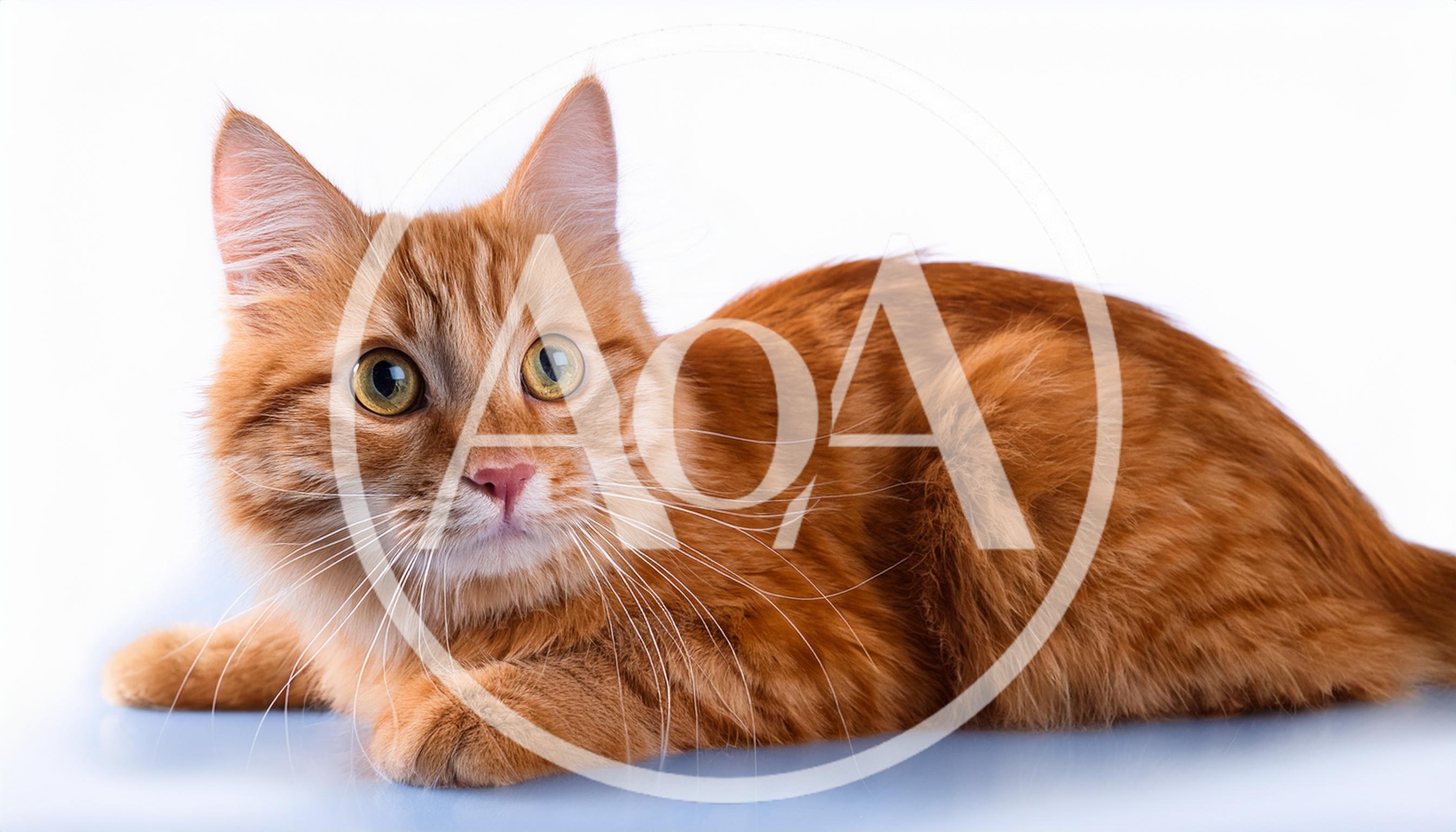 Ginger Tabby Cat Resting On White Background