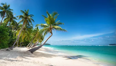 Tropical Beach Scene With Leaning Palm Trees