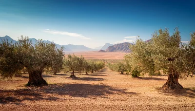 Olive Tree Orchard In A Desert Landscape