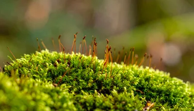 Macro Shot Of Green Moss With Sporophytes