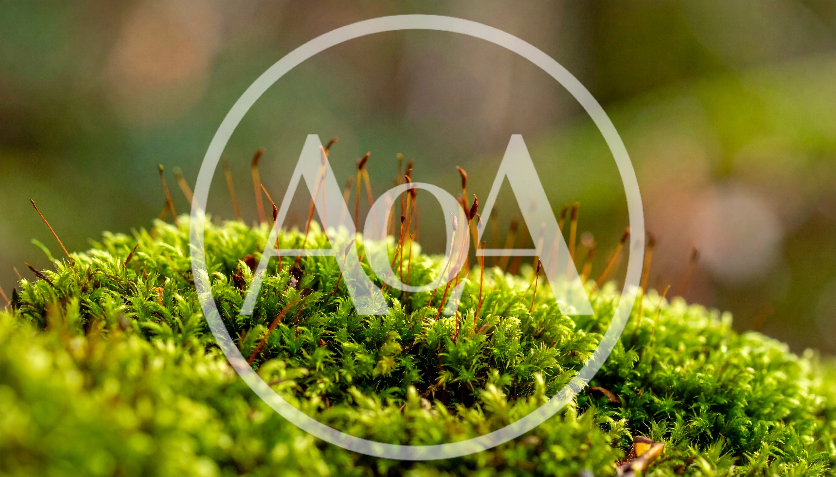 Macro Shot Of Green Moss With Sporophytes