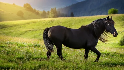 Black Horse Walking Through A Sunny Mountain Meadow