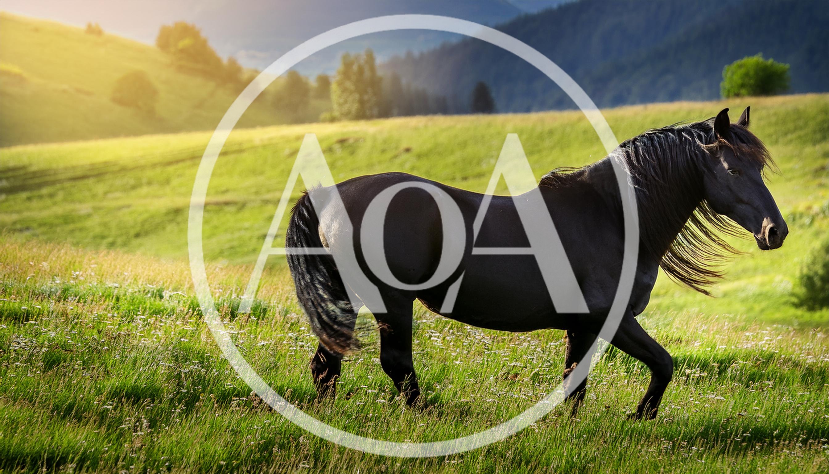 Black Horse Walking Through A Sunny Mountain Meadow