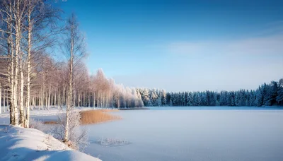 Frozen Lake Landscape With Snow Covered Birch Trees