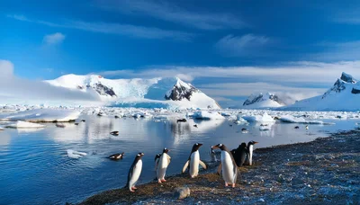 Gentoo Penguins Standing On A Rocky Antarctic Shoreline