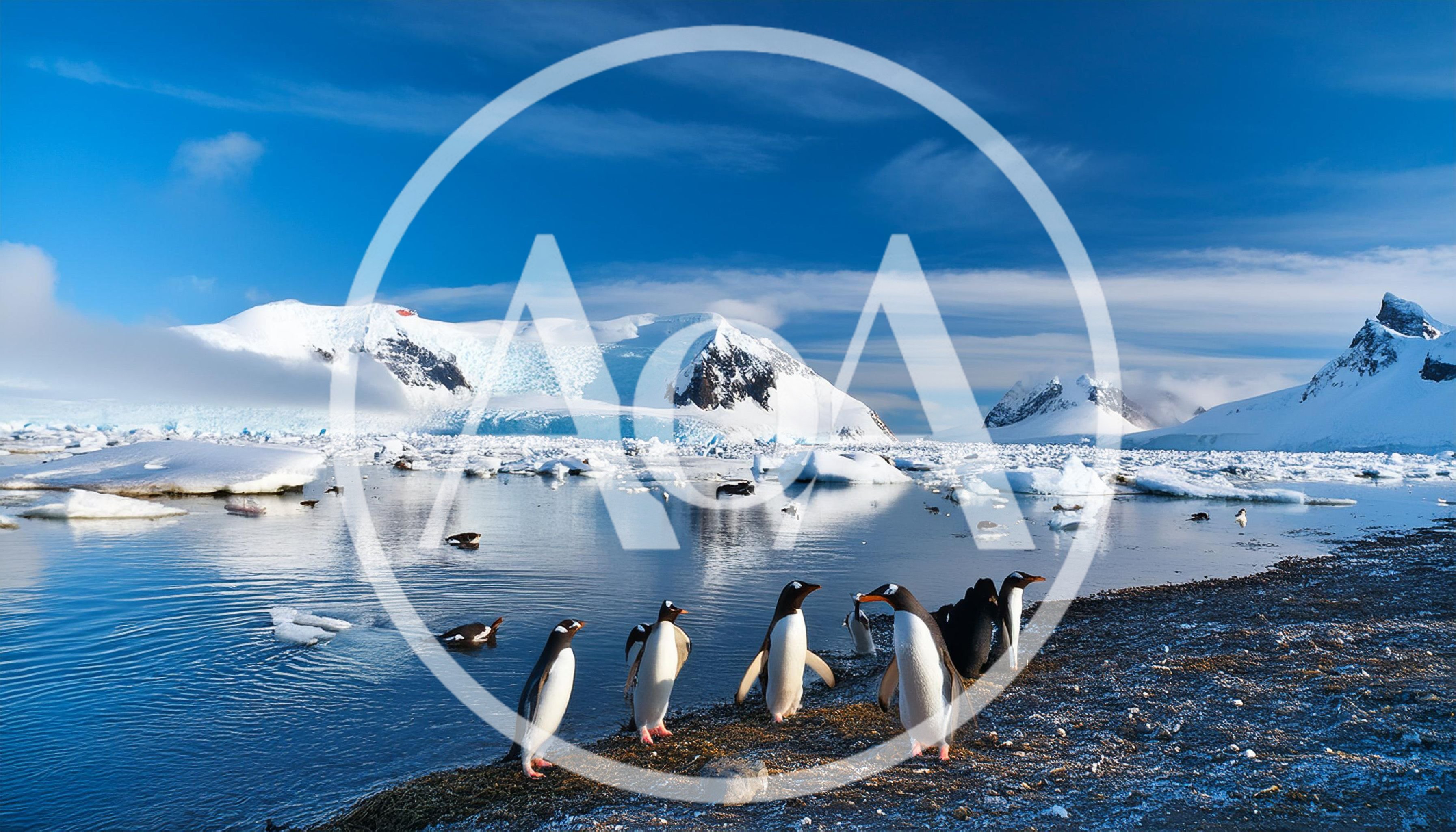 Gentoo Penguins Standing On A Rocky Antarctic Shoreline