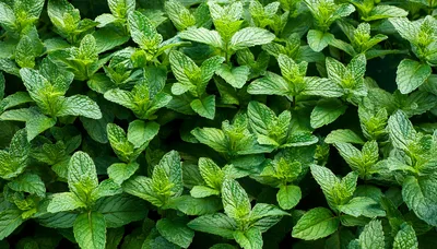 Fresh Green Mint Leaves Growing In A Garden
