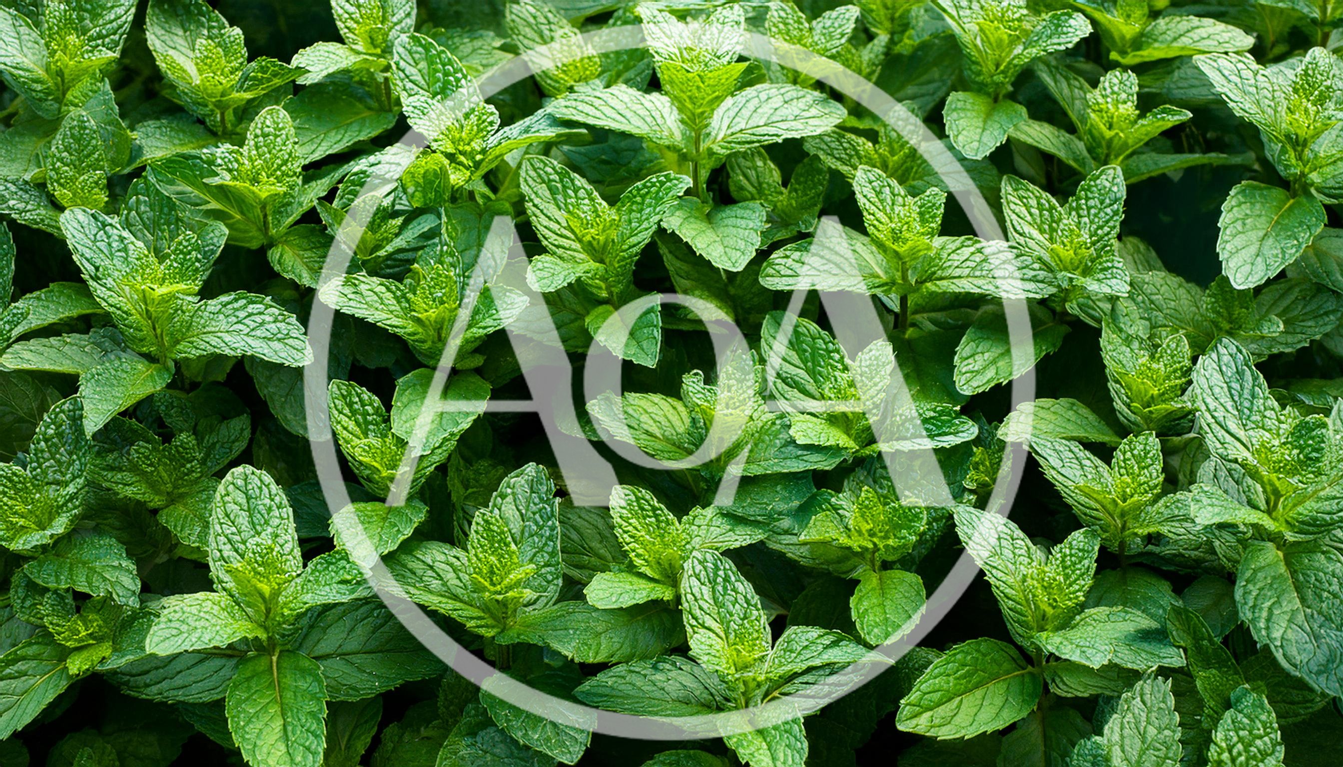Fresh Green Mint Leaves Growing In A Garden