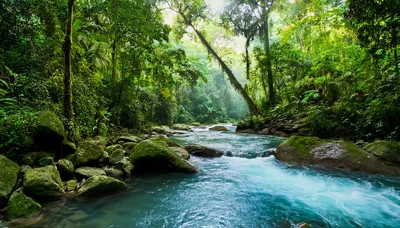 Turquoise River Flowing Through A Lush Tropical Rainforest