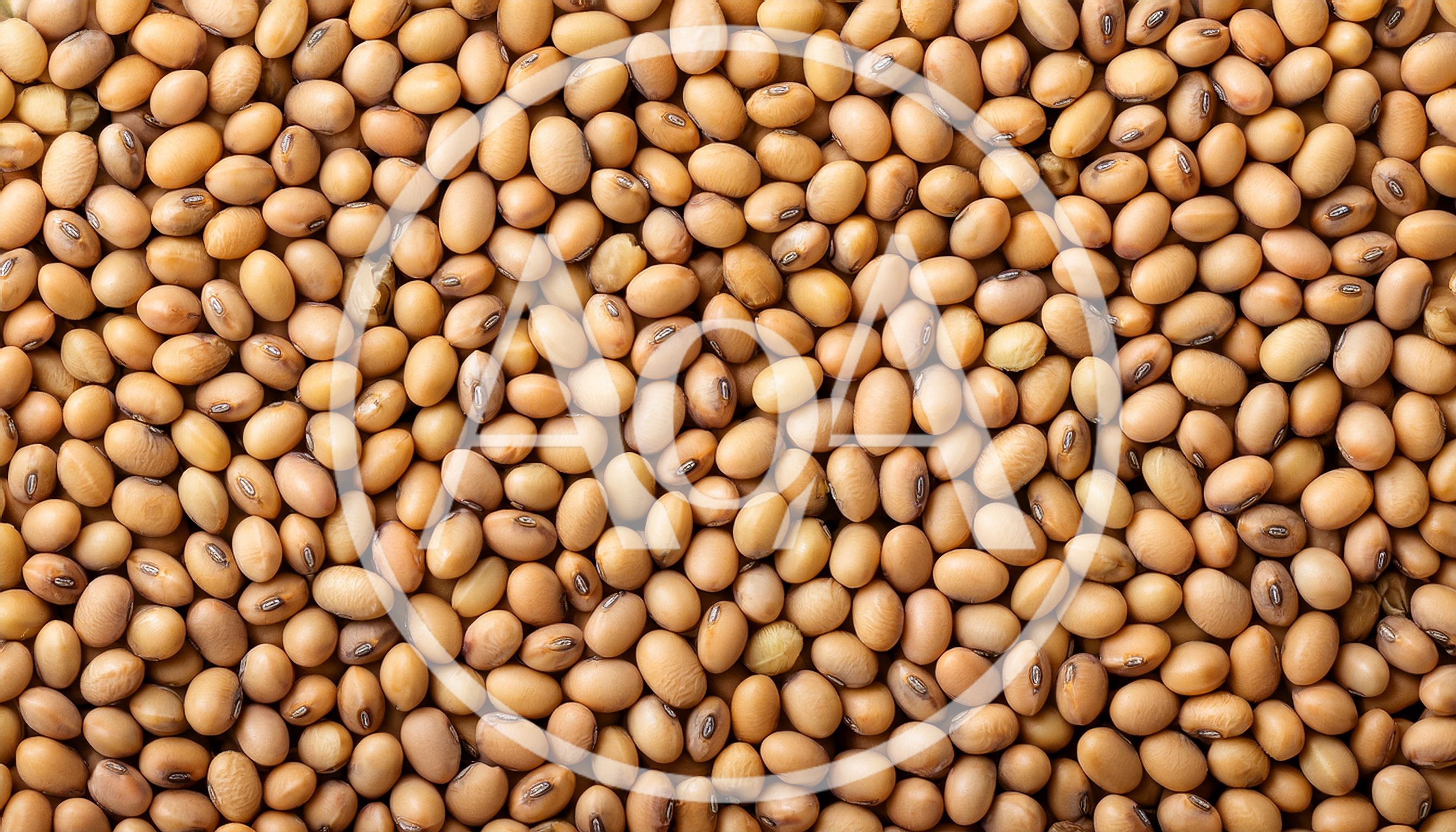 Top View Of Dried Soybeans Background