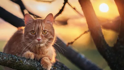 Ginger Cat Resting On A Tree Branch At Sunset
