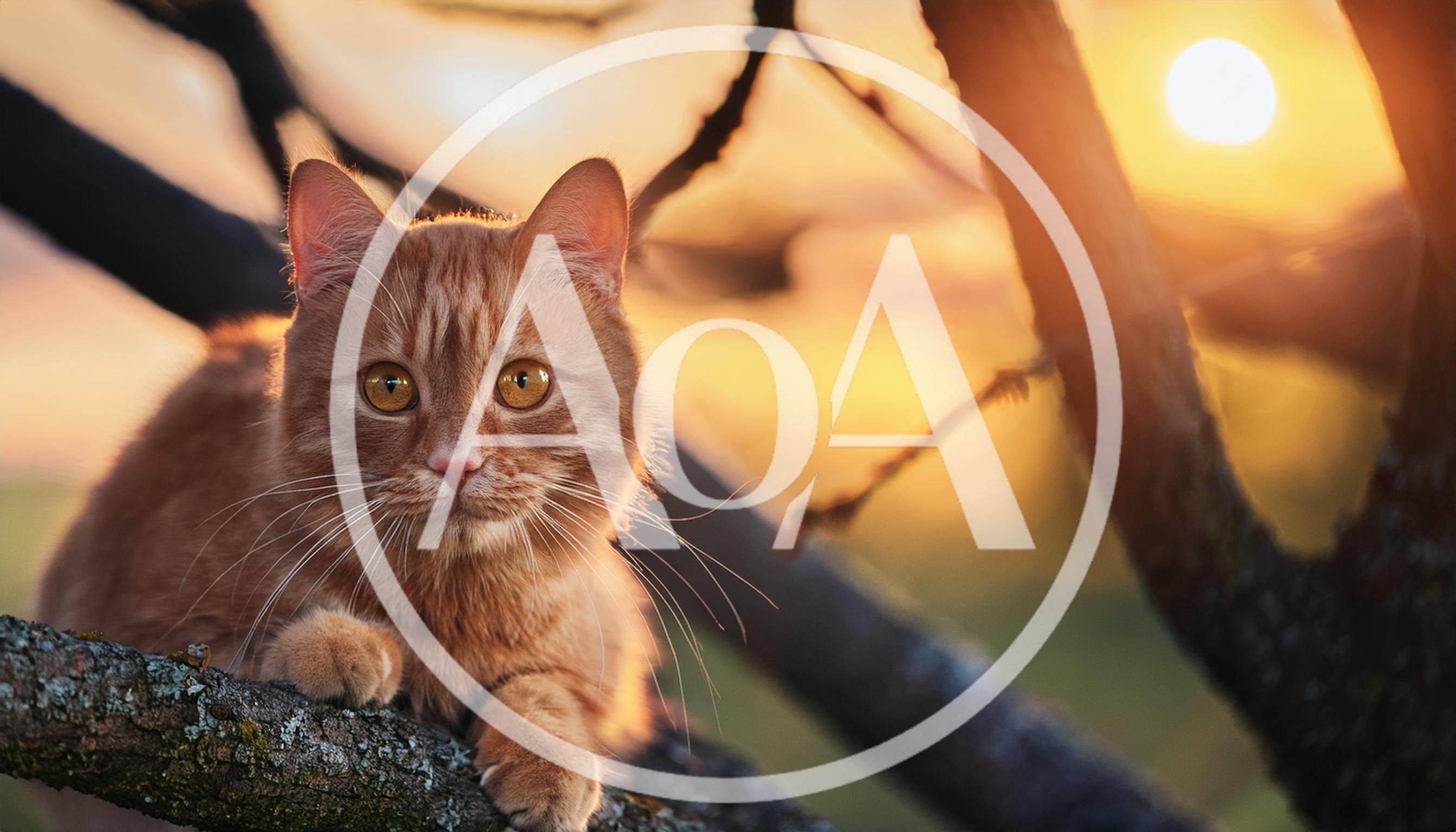 Ginger Cat Resting On A Tree Branch At Sunset