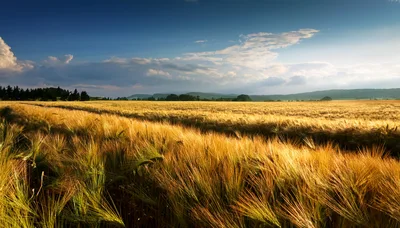 Golden Wheat Field Under A Dramatic Blue Sky
