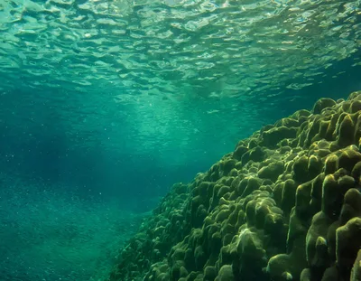Underwater View Of A Coral Reef With Small Fish