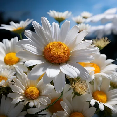 Close Up Of Vibrant White Daisy Flowers