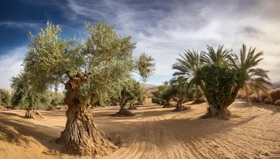 Ancient Olive Trees In A Desert Oasis Landscape