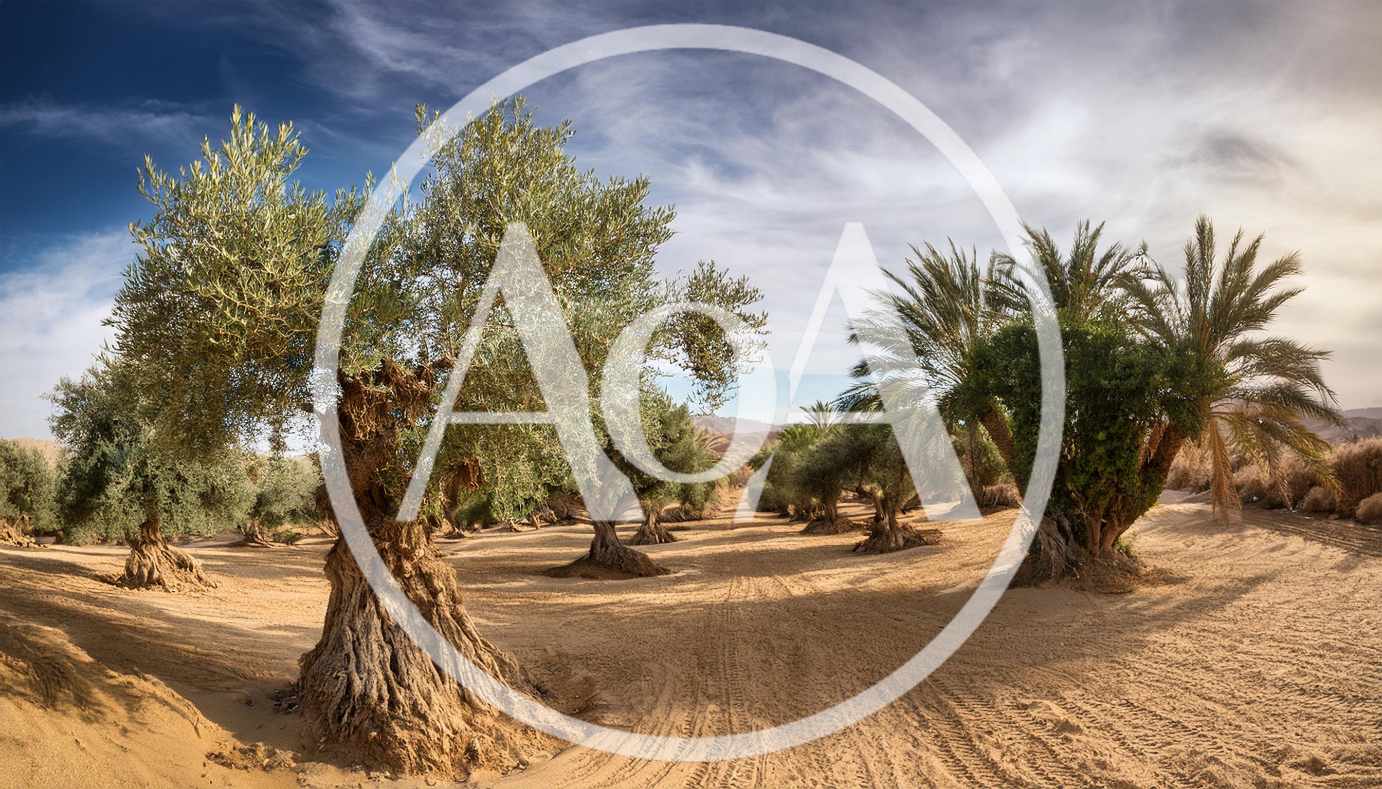 Ancient Olive Trees In A Desert Oasis Landscape