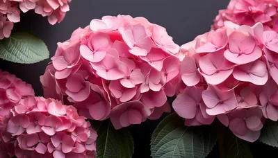 Vibrant Pink Hydrangea Flowers Against Dark Background