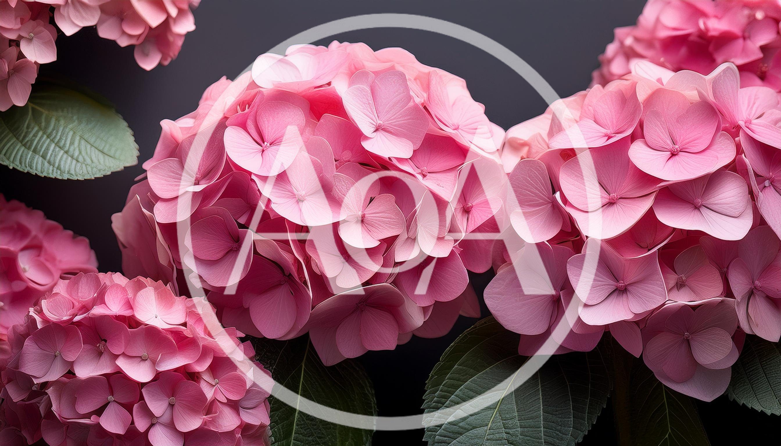 Vibrant Pink Hydrangea Flowers Against Dark Background