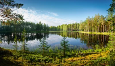 Serene Forest Lake Landscape In Finland