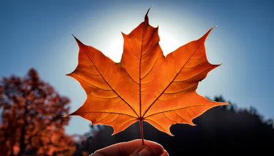 Hand Holding A Vibrant Orange Maple Leaf Against Sunlight