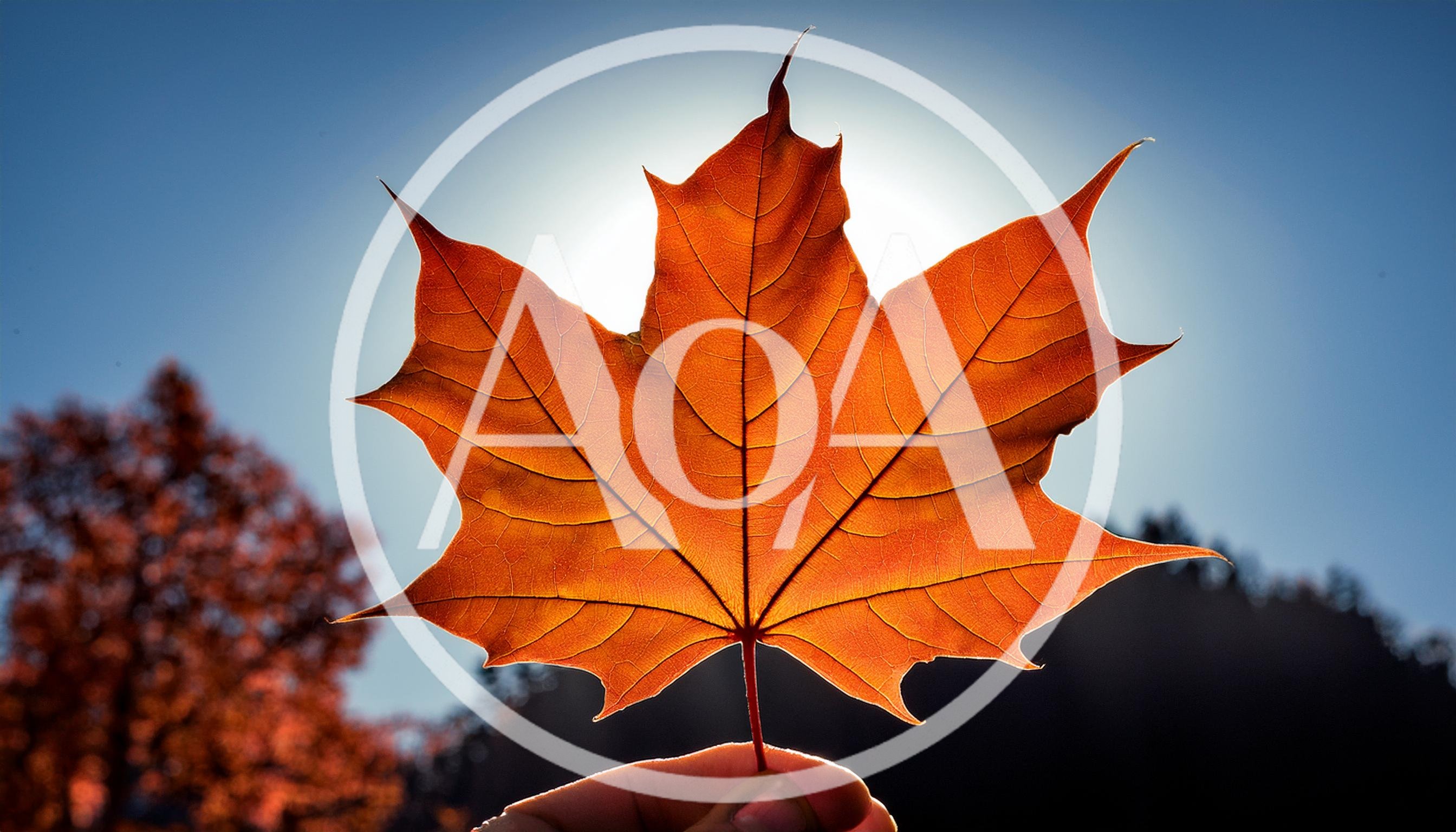 Hand Holding A Vibrant Orange Maple Leaf Against Sunlight