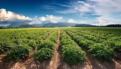 Rows Of Lush Green Potato Plants In A Field
