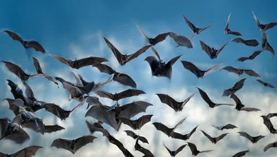 Large Colony Of Bats Flying In Blue Sky