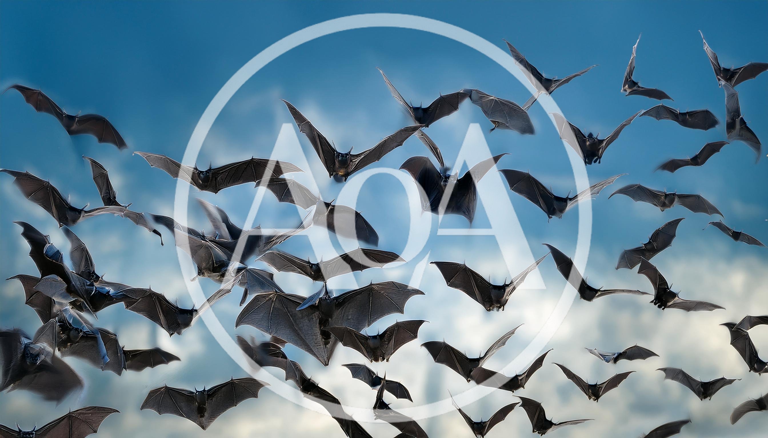 Large Colony Of Bats Flying In Blue Sky