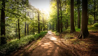 Sunlit Forest Path Through Dense Woodland