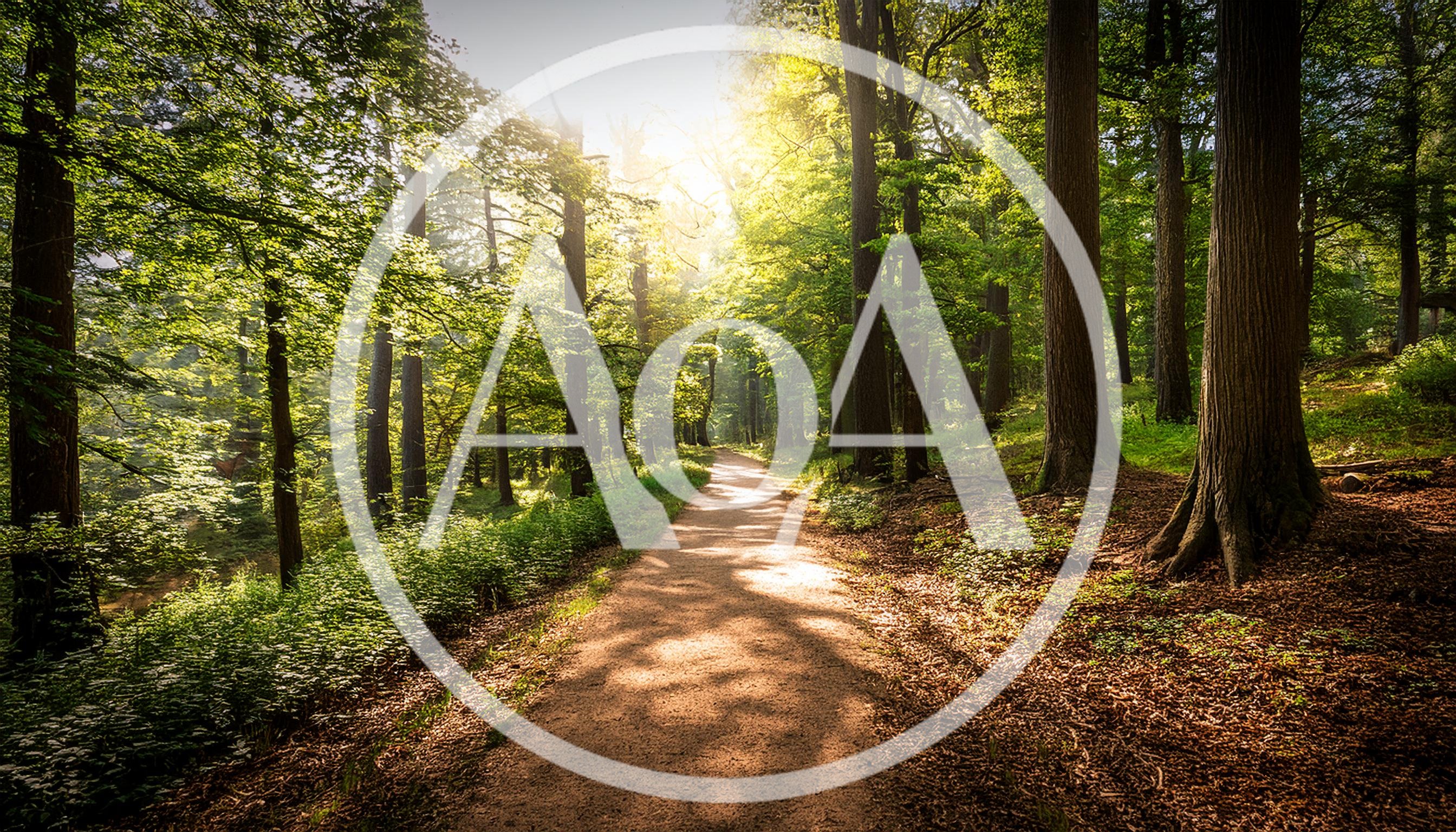 Sunlit Forest Path Through Dense Woodland