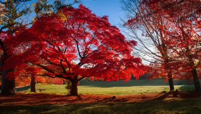 Vibrant Red Maple Tree In Autumn Field