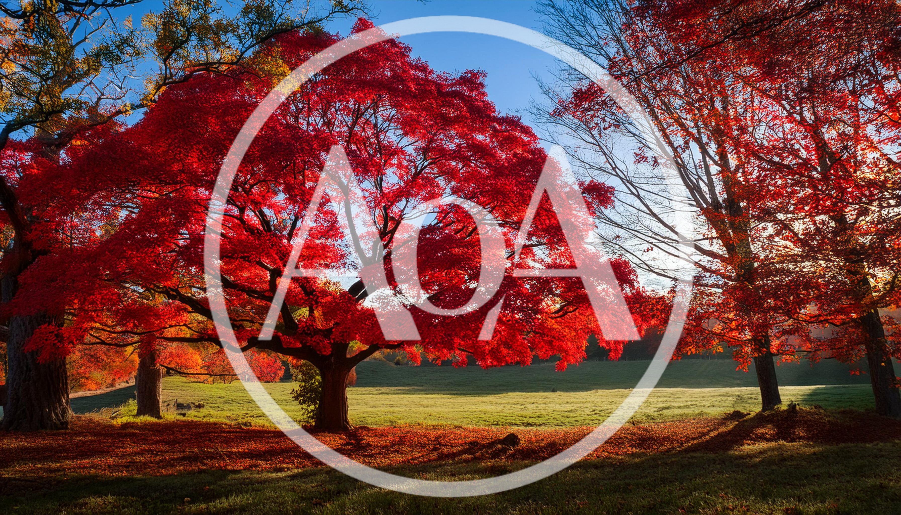 Vibrant Red Maple Tree In Autumn Field