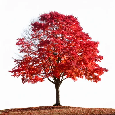 Vibrant Red Maple Tree Isolated On White Background