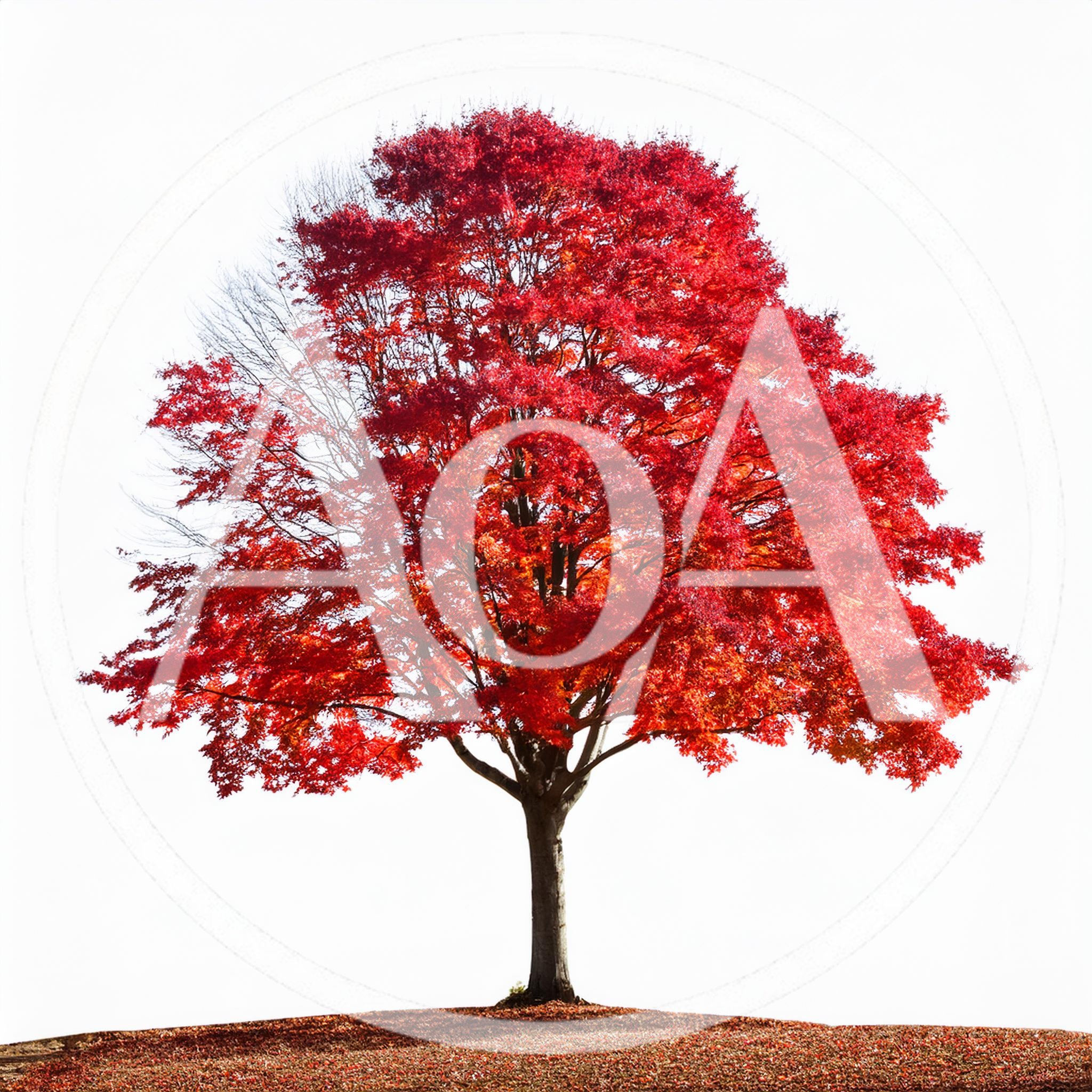 Vibrant Red Maple Tree Isolated On White Background