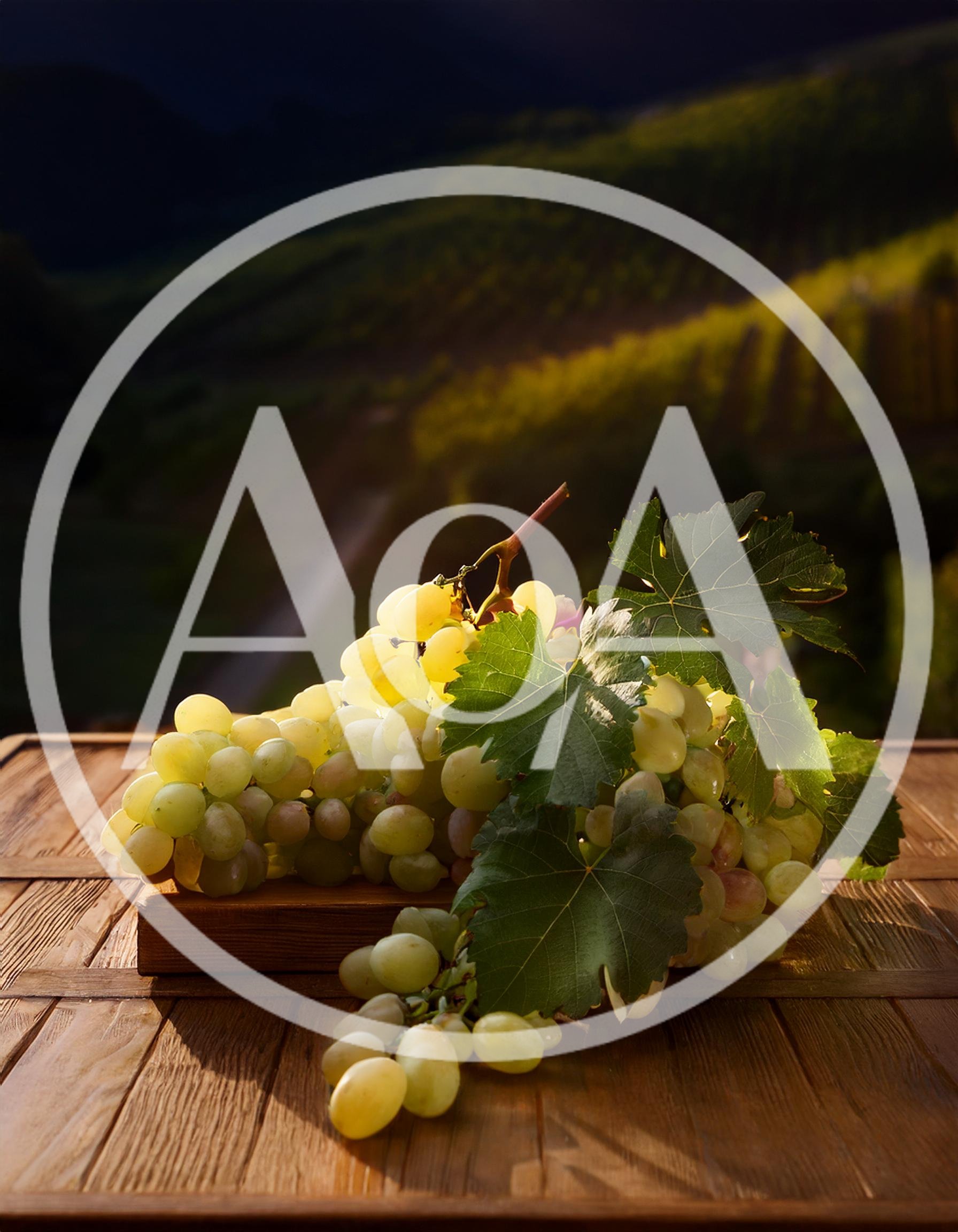 Fresh Green Grapes on Wooden Table in Vineyard