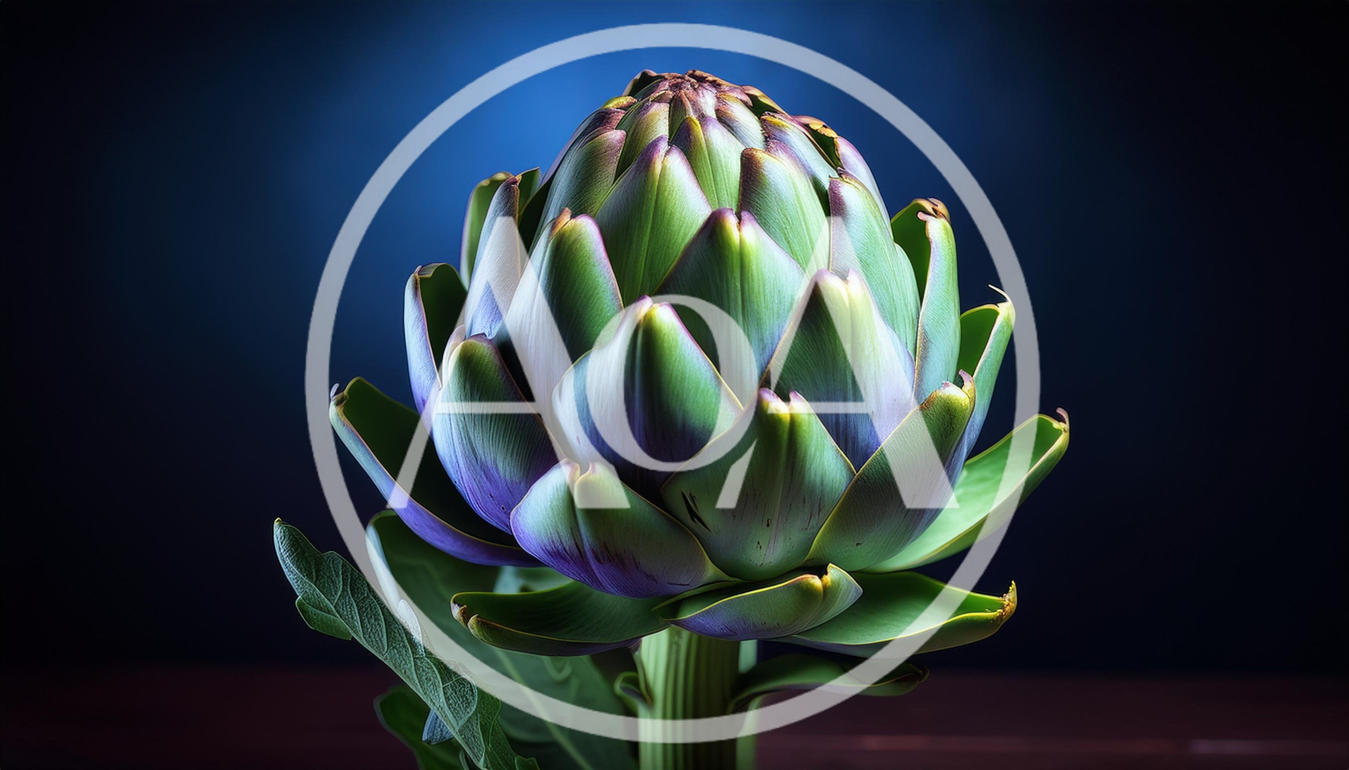 Fresh Globe Artichoke Against A Dark Blue Background