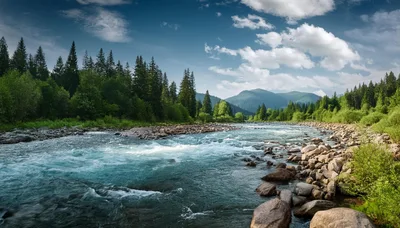 Fast Flowing Mountain River Through Coniferous Forest