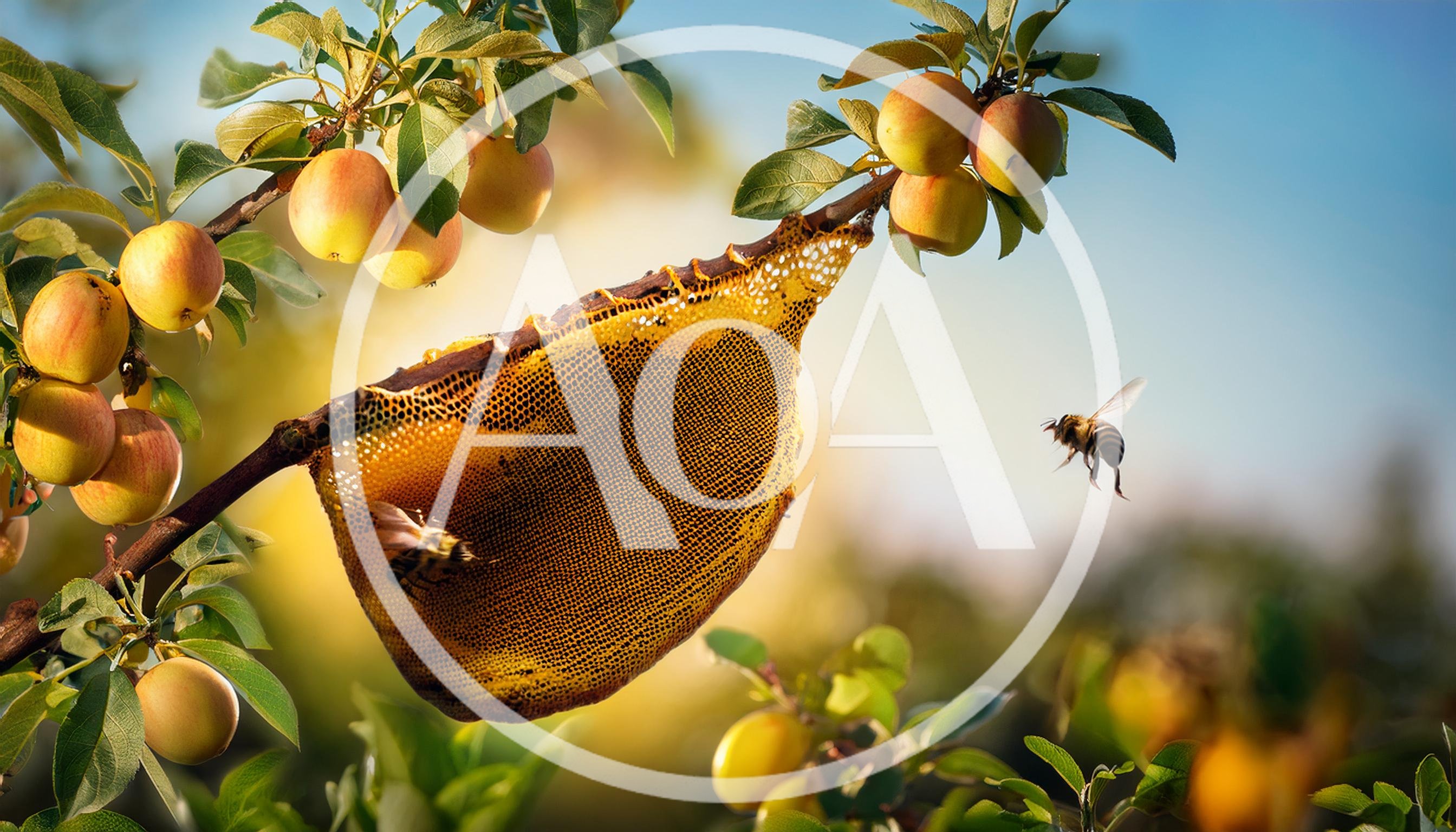 Honeybee Hive Hanging From A Fruit Tree Branch