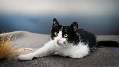 Black and White Kitten Playing with Dried Grass