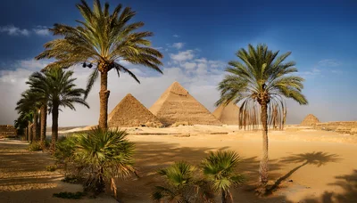 The Great Pyramids Of Giza With Palm Trees